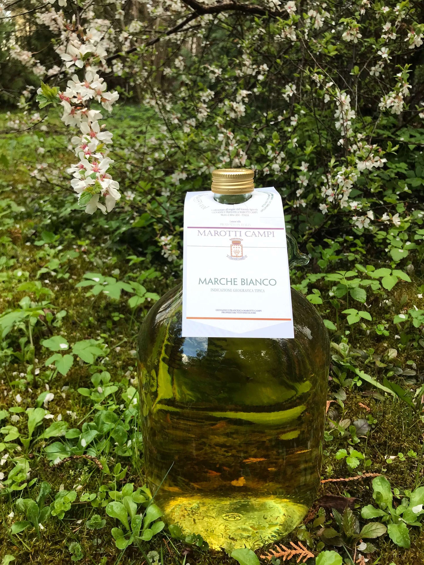 Marche Bianco